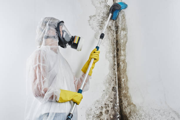 Best Black Mold Removal  in Dana, NC