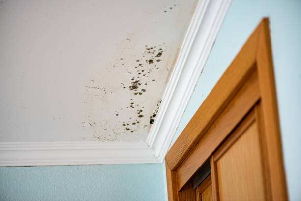 Best Fast Mold Removal  in Dana, NC