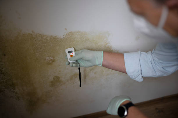 Best Certified Mold Removal  in Dana, NC