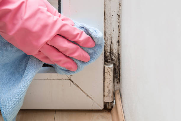 Best Best Mold Removal Companies  in Dana, NC