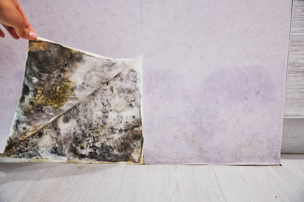 Dana, NC Mold Removal Company